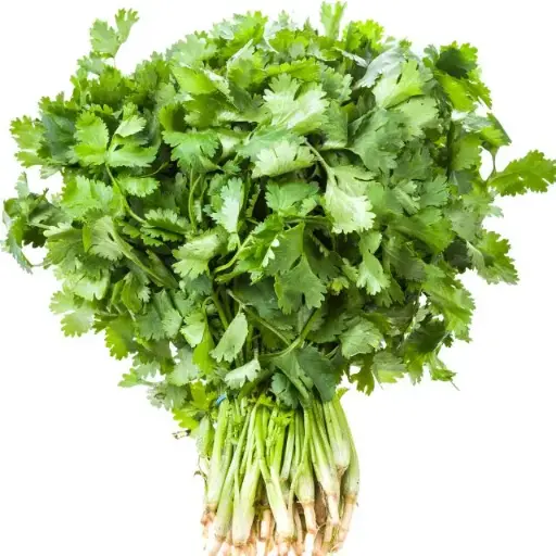 कोथिंबीर
